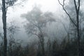 Fog in the forest, trees and mountains, mist in the morning Royalty Free Stock Photo