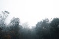Fog in the forest, trees and mountains, mist in the morning Royalty Free Stock Photo