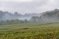 Fog Forest and Vineyard Villers-Marmery Royalty Free Stock Photo