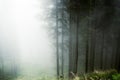 Fog in the forestof Paneveggio, Trentino - Dolomites Royalty Free Stock Photo