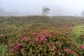 Rhododendron blooming in the fog, Ligurian Alps, Italy