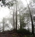 Fog Forrest Tree in the afternoon Royalty Free Stock Photo