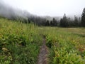 Fog hanging over the forest Royalty Free Stock Photo