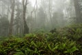 Fog Hangs In The Air Over A HIll Side Of Large Ferns Royalty Free Stock Photo