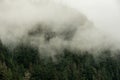 Fog Hangs Low And Drifts Into Pine Forest of Mount Rainier Royalty Free Stock Photo