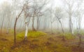 Fog on Hoher Schneeberg Royalty Free Stock Photo