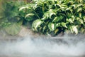 Fog on hot water, cooling of nuclear power plant, abstract nature environment background