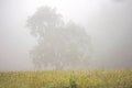 Fog hovers over grasses in a field in Cades Cove. Royalty Free Stock Photo