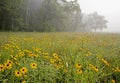 Fog hovers over grasses in a field in Cades Cove. Royalty Free Stock Photo