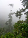 Fog jungle rainy rainforest jamaica