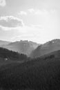 Fog-Kissed Tuscan Sunrise: Vineyards and Trees in Monochromatic Serenity