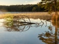 fog landscape on the lake, old tree branch immersed in water, Royalty Free Stock Photo