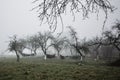 Fog landscape in village. Mystical view of nature. Horror background. Halloween concept. Trees stand in a row on the horizon Royalty Free Stock Photo