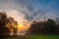 fog, mist, haze, smoke, brume, toman. Fog in autumn oak forest Royalty Free Stock Photo