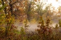 fog, mist, haze, smoke, brume, toman. Fog in autumn oak forest Royalty Free Stock Photo