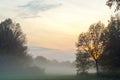 fog, mist, haze, smoke, brume, toman. Fog in autumn oak forest Royalty Free Stock Photo