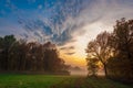 fog, mist, haze, smoke, brume, toman. Fog in autumn oak forest Royalty Free Stock Photo