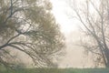 fog, mist, haze, smoke, brume, toman. Fog in autumn oak forest Royalty Free Stock Photo