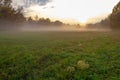 fog, mist, haze, smoke, brume, toman. Fog in autumn oak forest Royalty Free Stock Photo