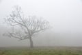 fog Royalty Free Stock Photo