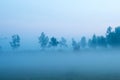 Fog in the morning forest Royalty Free Stock Photo