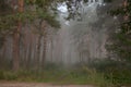 Fog in the morning pine forest,