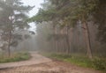 Fog in the morning pine forest,