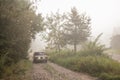 Fog in the morning pine forest,