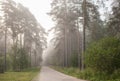 Fog in the morning pine forest,