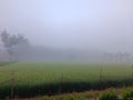 the fog in the morning in the plantation is so cold