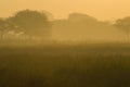 Fog in the morning before sunrise Royalty Free Stock Photo