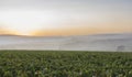 Fog in the Morning Villers-Marmery Royalty Free Stock Photo