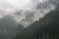 Fog in mountain forest Royalty Free Stock Photo
