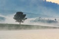 Fog, mountain, pine forest Royalty Free Stock Photo