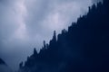 Fog in the mountains, blue spruces in twilight Royalty Free Stock Photo