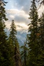 Fog Moves to Reveal Mountains Behind Pine Trees in Sequoia