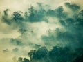 Fog mystic in forest on the mountain Royalty Free Stock Photo