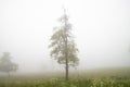 fog nature of the kahler asten germany Royalty Free Stock Photo