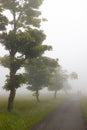 fog nature of the kahler asten germany Royalty Free Stock Photo