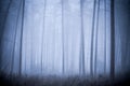 Fog and nature. Pine forest in the fog. Tall trees