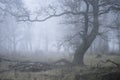 Fog in the Oak Tree Pasture