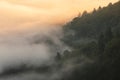 Fog over beech forest in Aramaio