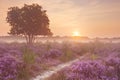 Fog over blooming heather near Hilversum, The Netherlands at sun Royalty Free Stock Photo