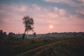 Fog over country road and lonely tree without leaves with the sunset on background Royalty Free Stock Photo