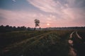 Fog over country road and lonely tree without leaves with the sunset on background Royalty Free Stock Photo