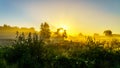 Fog over the Ermelose Heide at Sunrise with Calluna Heathers in full bloom