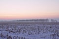 Fog over the field and trees in the early frosty morning. Royalty Free Stock Photo