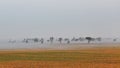 Fog over a golden soybean field