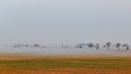 Fog over a golden soybean field