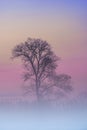 Fog over the grassland and an beautiful tree